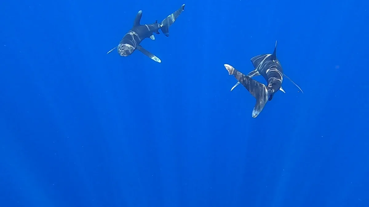 Oceanic Whitetip Shark