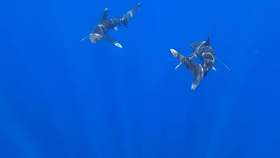 Oceanic Whitetip Shark