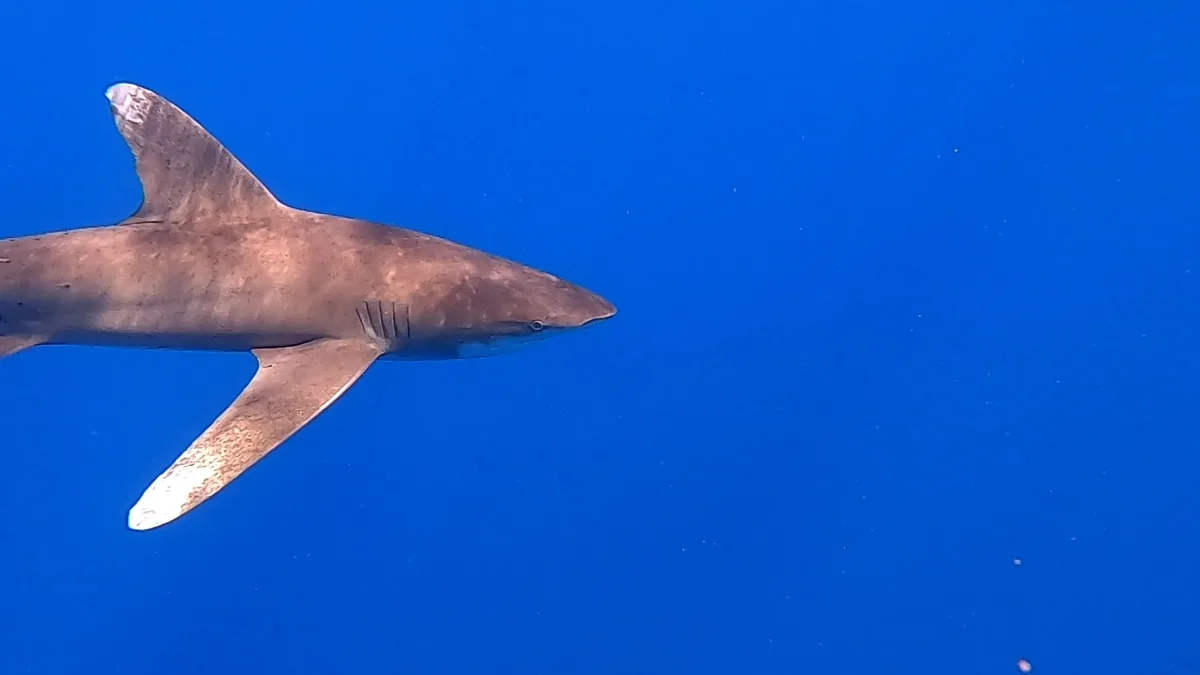 Oceanic Whitetip Shark