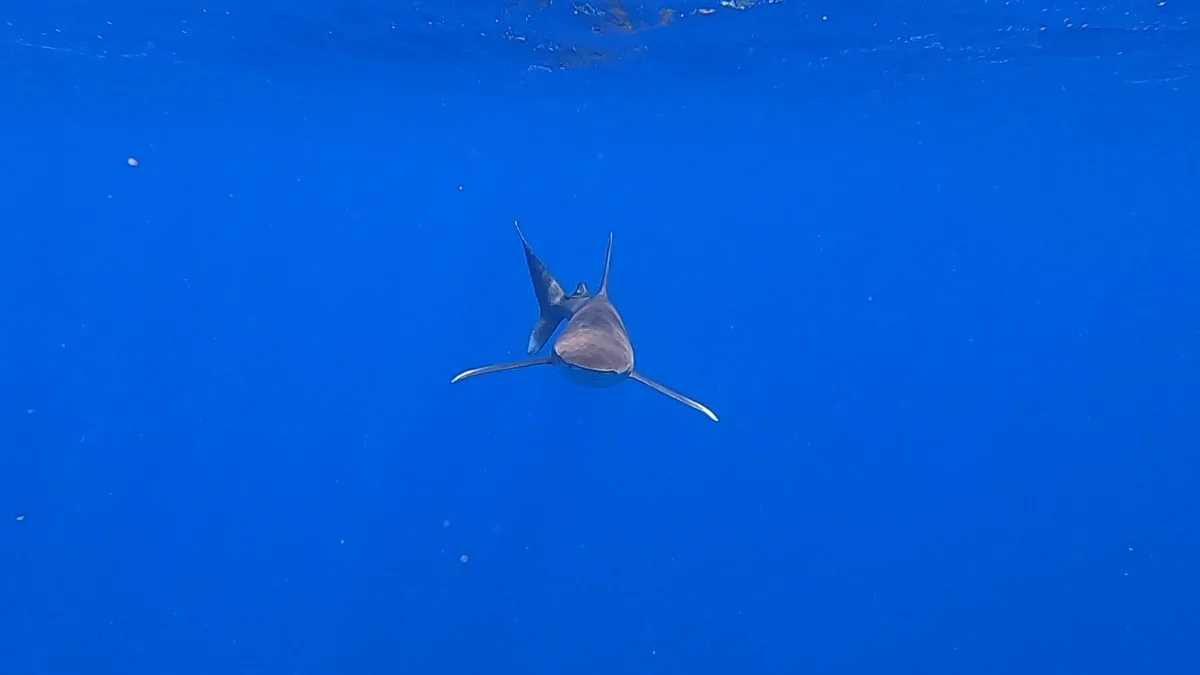 Oceanic Whitetip Shark