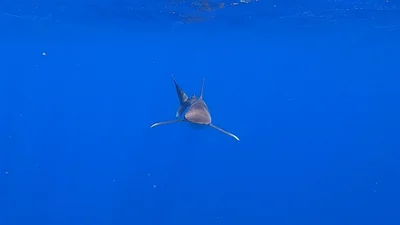 Oceanic Whitetip Shark