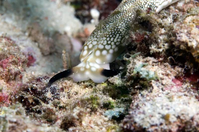 Plakobranchus ocellatus
