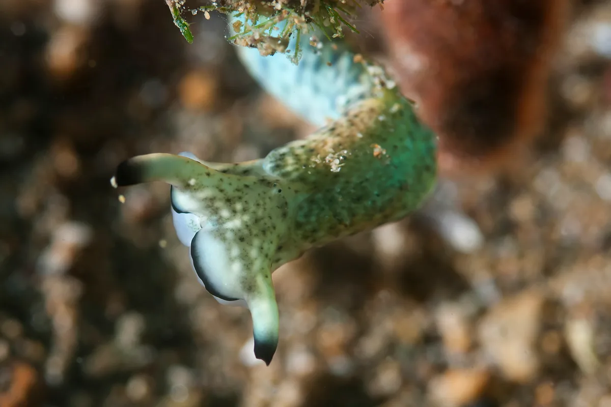 Doublevision (Plakobranchus ocellatus)