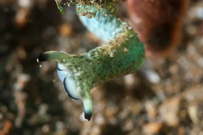 Doublevision (Plakobranchus ocellatus)