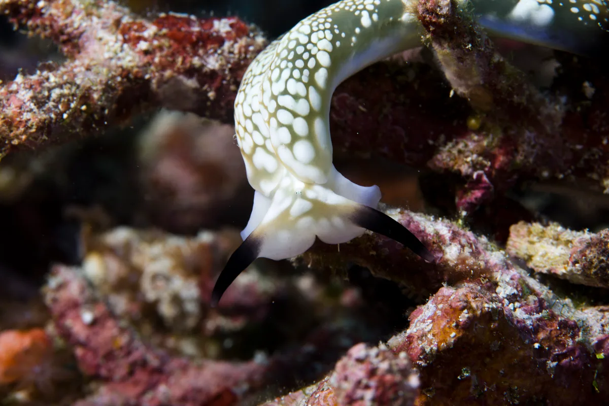 Plakobranchus ocellatus
