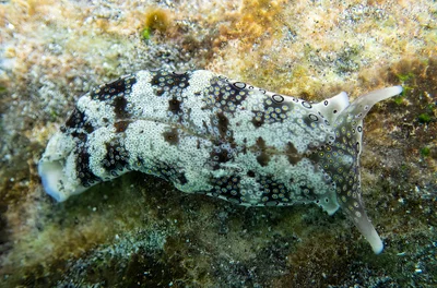 Plakobranchus ocellatus XXL
