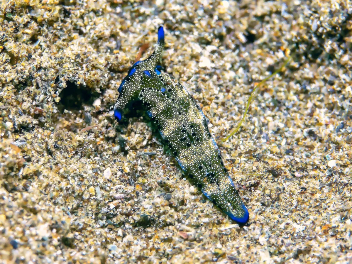 Plakobranchus ocellatus