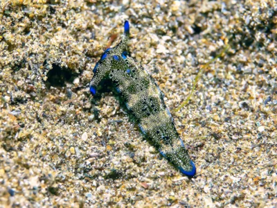 Plakobranchus ocellatus