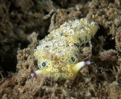 Plakobranchus ocellatus - Hawaii County, HI, USA
