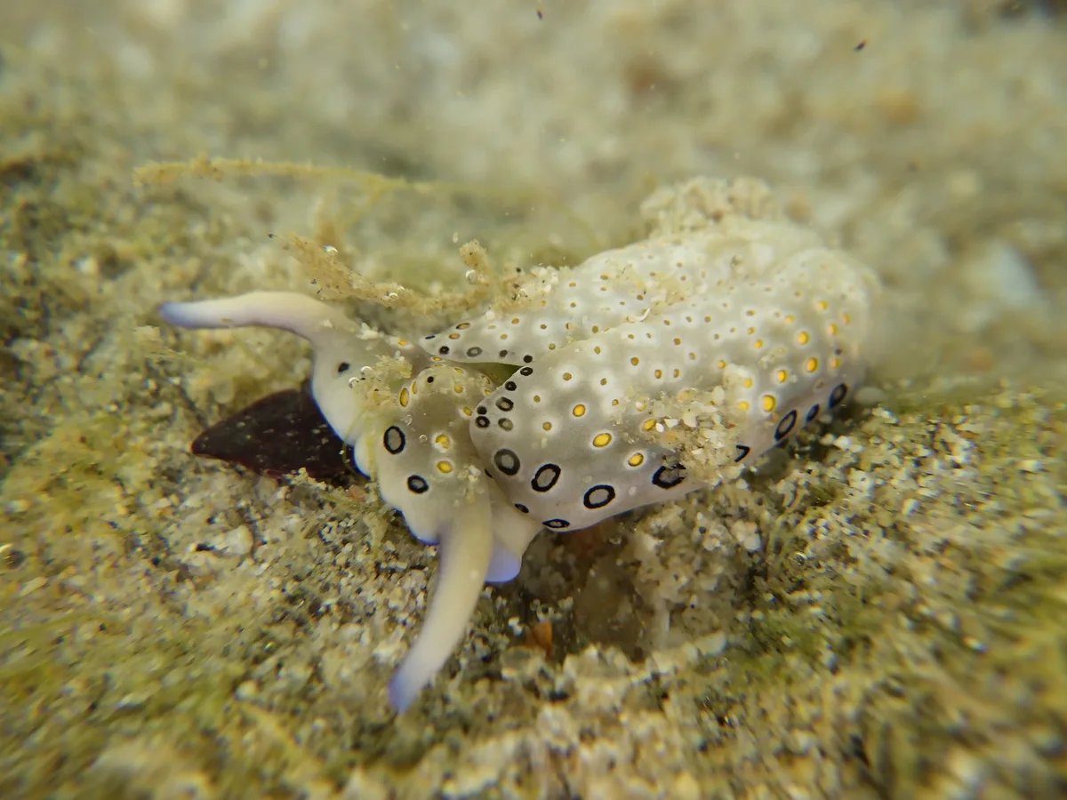 Plakobranchus ocellatus - Thailand