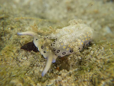 Plakobranchus ocellatus - Thailand