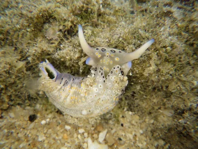 Plakobranchus ocellatus - Thailand