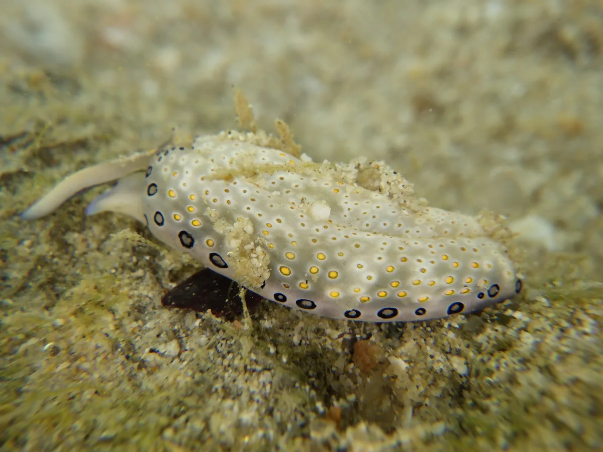 Plakobranchus ocellatus - Thailand