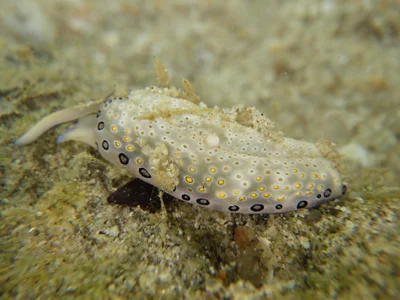 Plakobranchus ocellatus - Thailand
