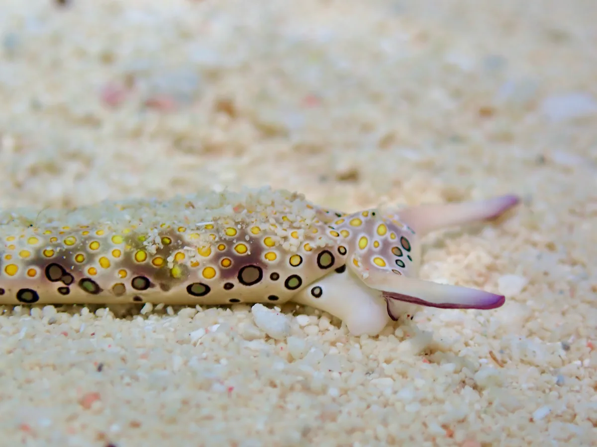 Plakobranchus ocellatus - Thuwal, Mecca, SA