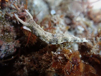 Plakobranchus ocellatus - Province Sud, Nouvelle-Calédonie