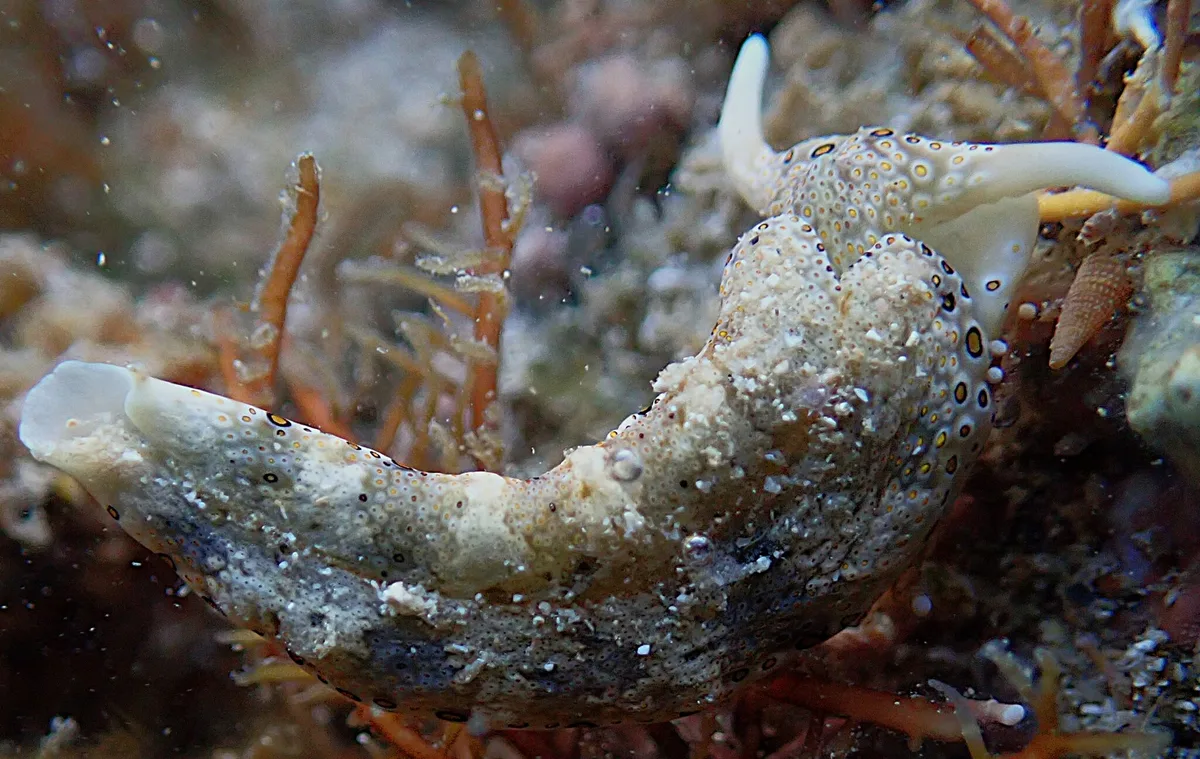 Plakobranchus ocellatus - Province Sud, Nouvelle-Calédonie