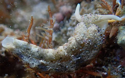 Plakobranchus ocellatus - Province Sud, Nouvelle-Calédonie