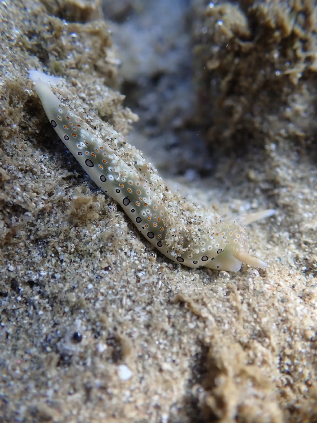 Plakobranchus ocellatus - Science Centre, Science City, Shadipur, Sri Vijaya Puram, Andaman and Nicobar Islands 744106, India