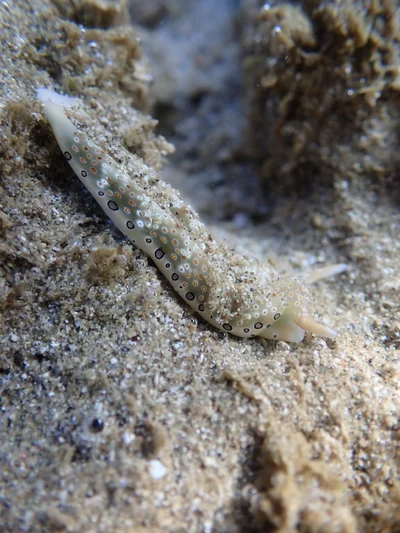Plakobranchus ocellatus - Science Centre, Science City, Shadipur, Sri Vijaya Puram, Andaman and Nicobar Islands 744106, India