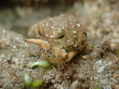 Plakobranchus ocellatus - Klungkung, ID-BA, ID