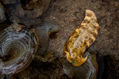 Plakobranchus ocellatus - HP6H+4Q2, NH 4, Rangachang, Sri Vijaya Puram, Andaman and Nicobar Islands 744105, India