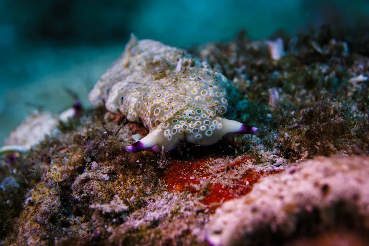 Plakobranchus ocellatus - Pinamalayan, Oriental Mindoro, Philippines
