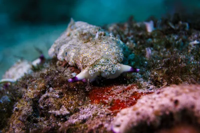 Plakobranchus ocellatus - Pinamalayan, Oriental Mindoro, Philippines