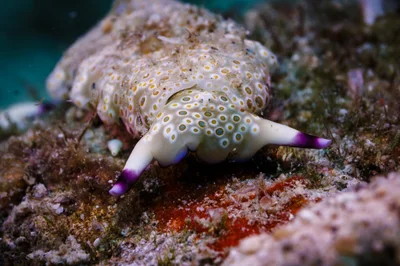 Plakobranchus ocellatus - Pinamalayan, Oriental Mindoro, Philippines