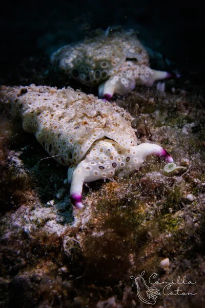 Plakobranchus ocellatus - Pinamalayan, Oriental Mindoro, Philippines