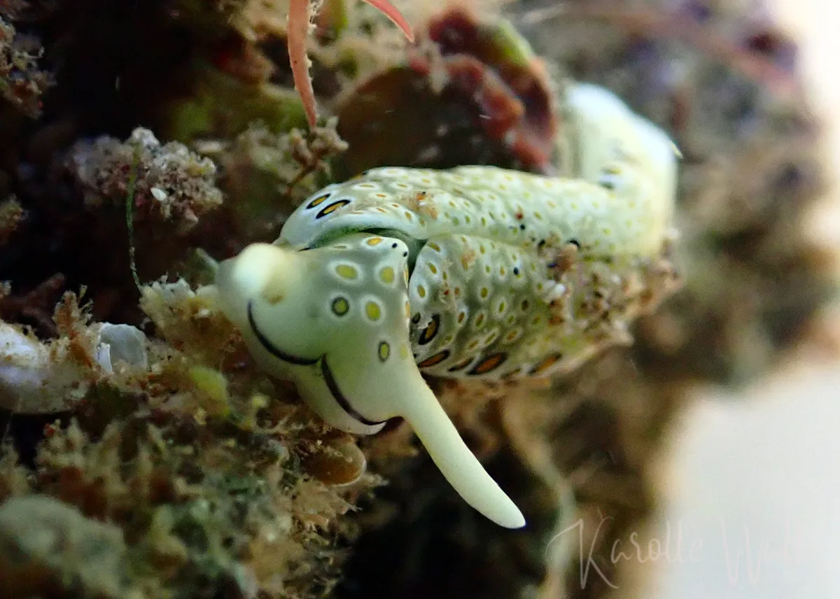 Plakobranchus ocellatus - Kalimaya Dive Resort House Reef