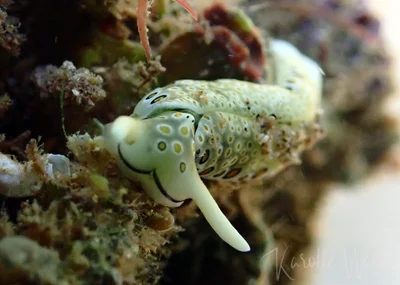 Plakobranchus ocellatus - Kalimaya Dive Resort House Reef