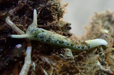 Plakobranchus ocellatus - Kalimaya Dive Resort House Reef