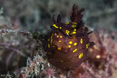 Plocamopherus ocellatus