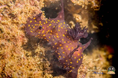 PLOCAMOPHERUS OCELLATUS (50mm)