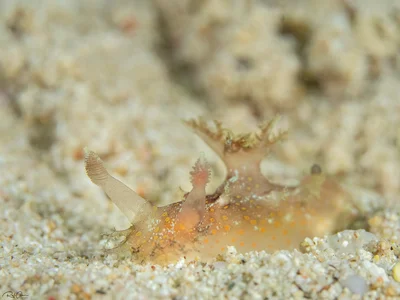 Plocamopherus ocellatus