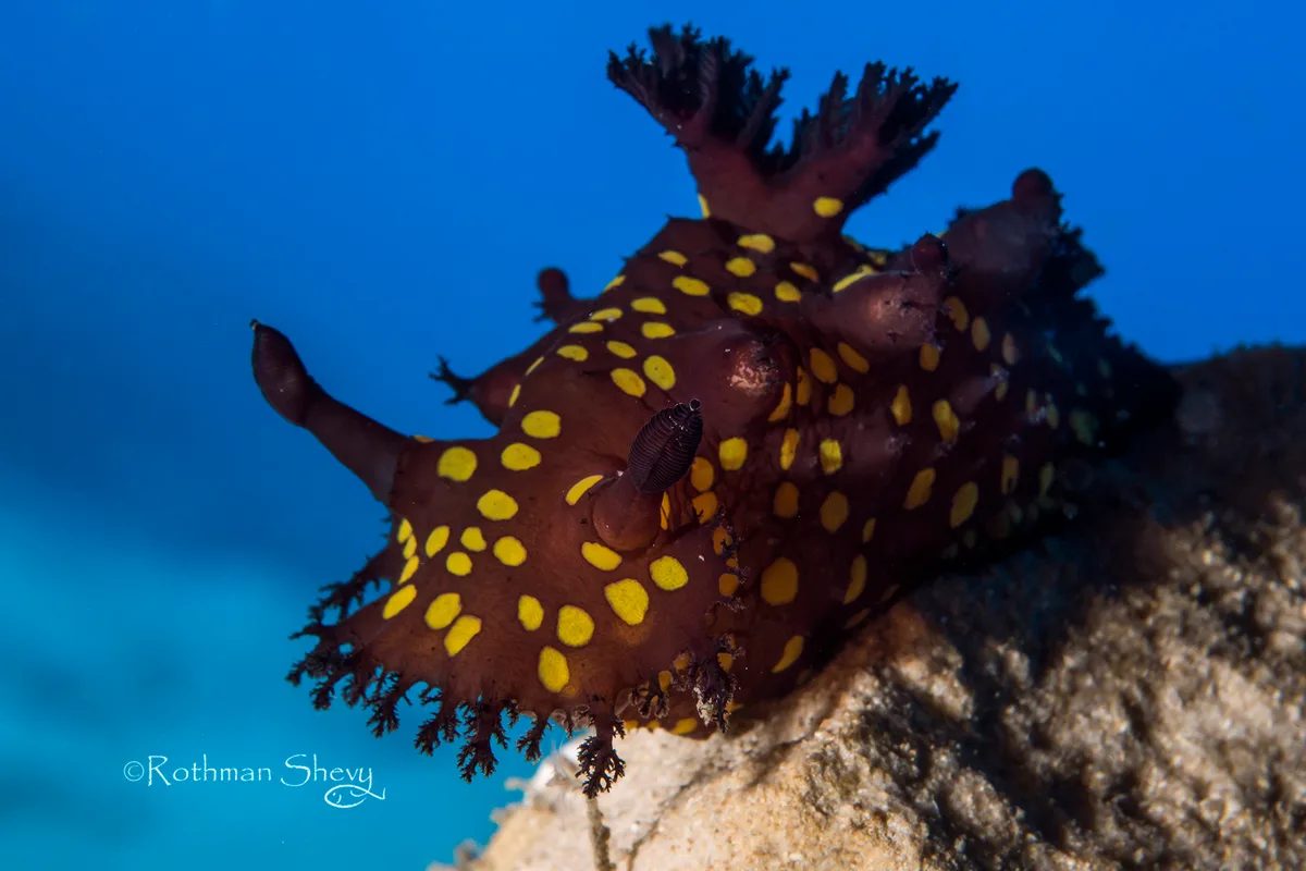Plocamopherus ocellatus - HaZafon, IL