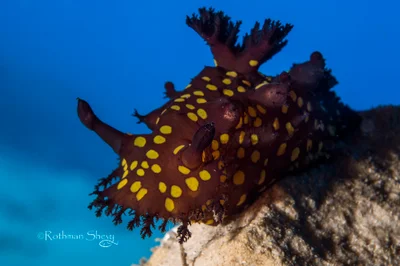 Plocamopherus ocellatus - HaZafon, IL