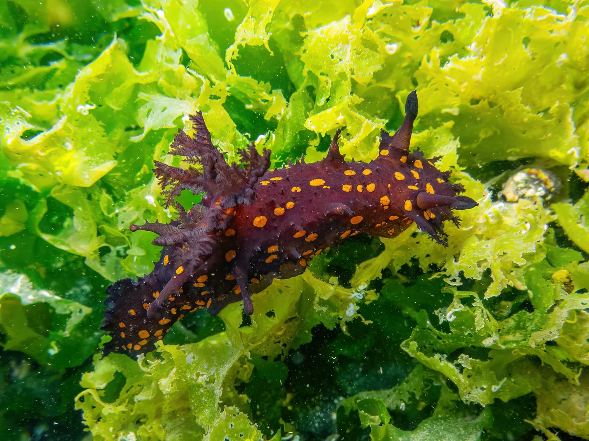 Plocamopherus ocellatus - Milas, TR-MG, TR