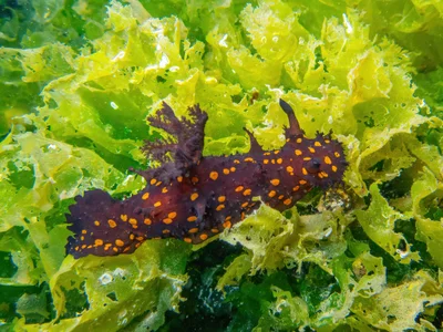 Plocamopherus ocellatus - Milas, TR-MG, TR