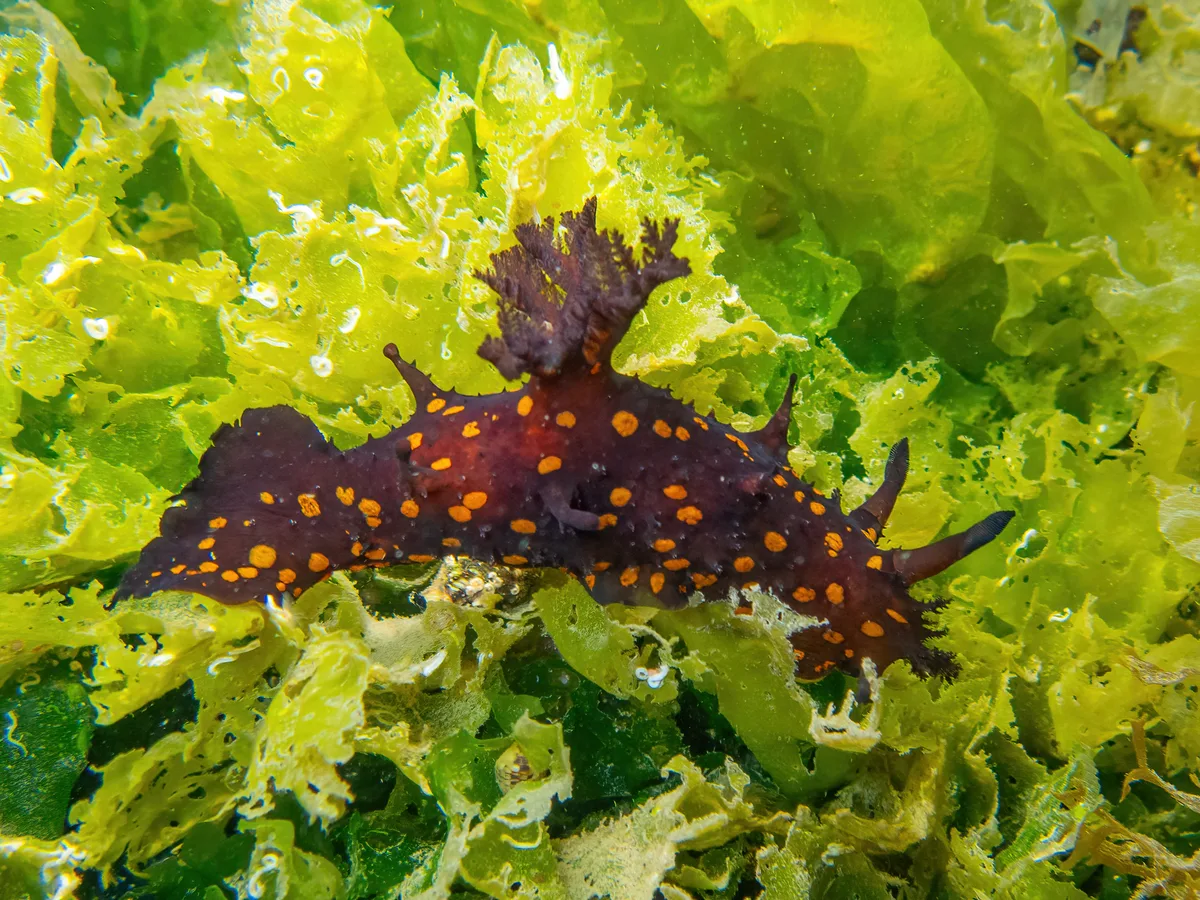Plocamopherus ocellatus - Milas, TR-MG, TR