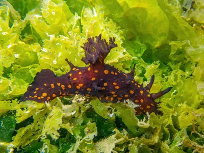 Plocamopherus ocellatus - Milas, TR-MG, TR