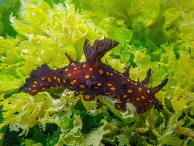Plocamopherus ocellatus - Milas, TR-MG, TR
