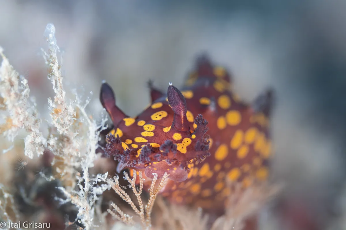 Plocamopherus ocellatus - Mediterranean Sea