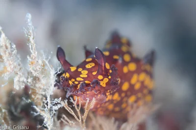 Plocamopherus ocellatus - Mediterranean Sea