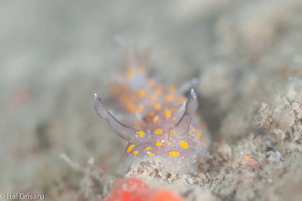 Plocamopherus ocellatus - Mediterranean Sea, Herzliya, Tel Aviv, IL