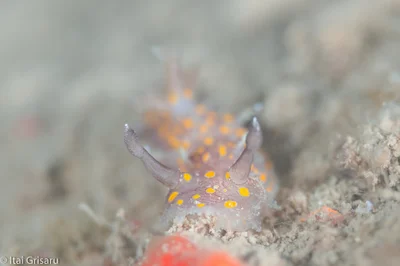 Plocamopherus ocellatus - Mediterranean Sea, Herzliya, Tel Aviv, IL