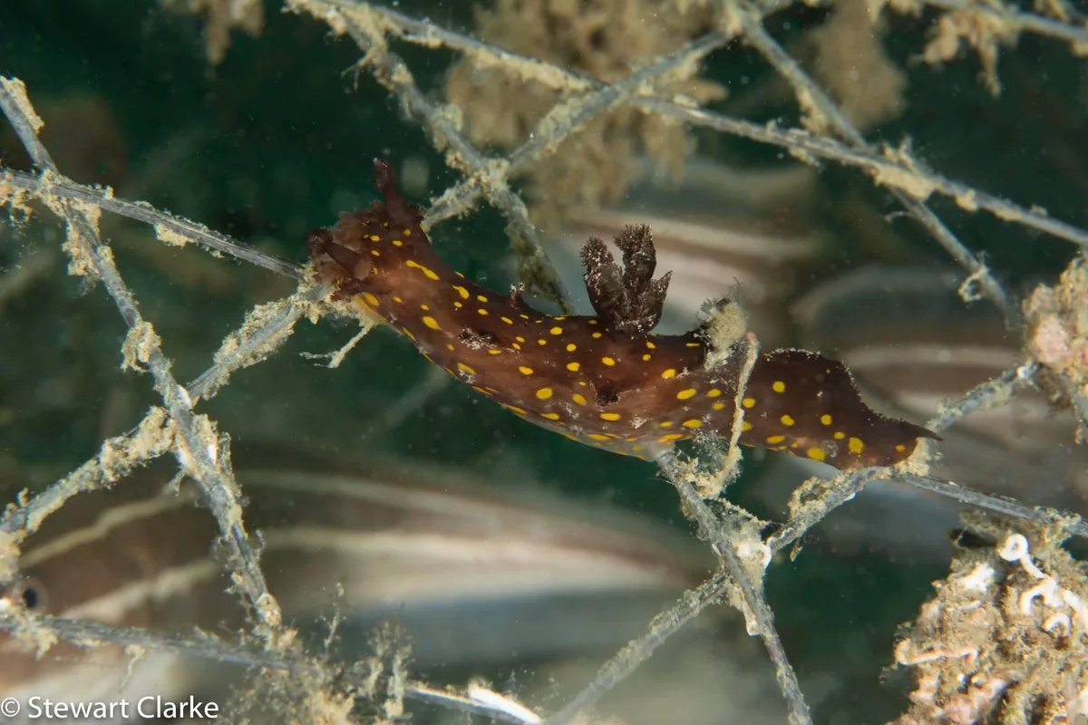 Plocamopherus ocellatus - Gulf of Oman, Fujairah, AE