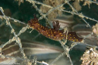 Plocamopherus ocellatus - Gulf of Oman, Fujairah, AE