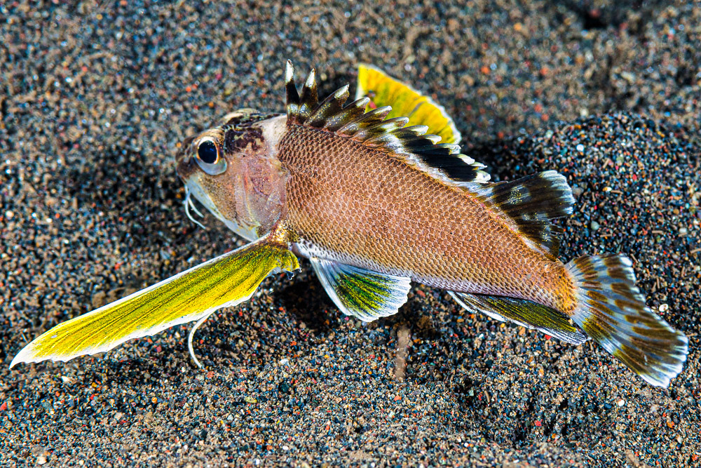 Longfin waspfish - Apistus carinatus